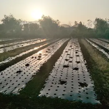 10m*95cm 5Holes Sode Filmas žemės Ūkio Daržovių Juoda Plėvele Augalai Plastiko Perforuotas Plastikinis Mulčias Mulčiavimas Membrana