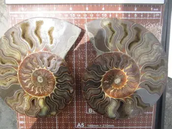 1160g(2.55 lb), 1 Porą, Pusę Sumažinti Ammonite Shell Iškastinio Pavyzdys Madagaskaras