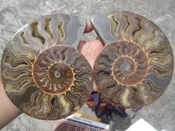 1160g(2.55 lb), 1 Porą, Pusę Sumažinti Ammonite Shell Iškastinio Pavyzdys Madagaskaras