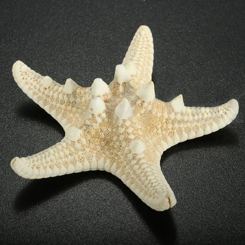 12 x Balta Knobby Žvaigždė 5cm -7cm Jūros Žvaigždė 