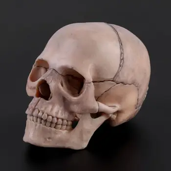15vnt/set 4D Išardyta Kaukolės Anatomijos Modelis, Nuimamas Medicinos Mokymo Priemonė