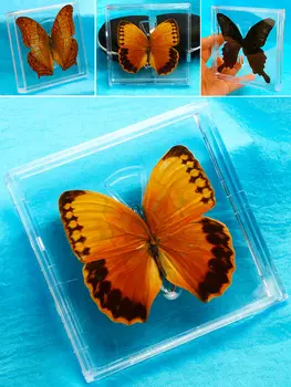 1pcs Nekilnojamojo drugelis mėginio langelį apdailos skaidrų langelį Sparnai Drugelio vabzdžių pavyzdys nuotraukų rėmelis studentas