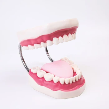 1pcs Penkis Kartus Didinimo Pilna Burną Dantų Modelio Dantų Mokymo Modelį Sveikatos Dantys Modelis Mokymo Studijų Ekranas Prekes