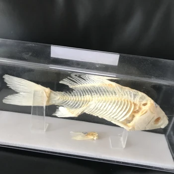 1pcs Taxidermy žuvies kaukolės pavyzdys nekilnojamojo kaulų Rinkimas mokyklos mokymo paramos studijų