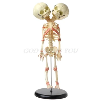 37cm Žmogaus Dvivietis Vadovas Kūdikio Skeletas Kaukolės Smegenų Anatomija Ekranas Studijų Mokymo Anatomijos Modelis Helovinas Baras Ornamentu