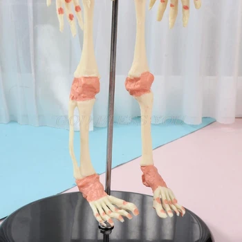 37cm Žmogaus Dvivietis Vadovas Kūdikio Skeletas Kaukolės Smegenų Anatomija Ekranas Studijų Mokymo Anatomijos Modelis Helovinas Baras Ornamentu