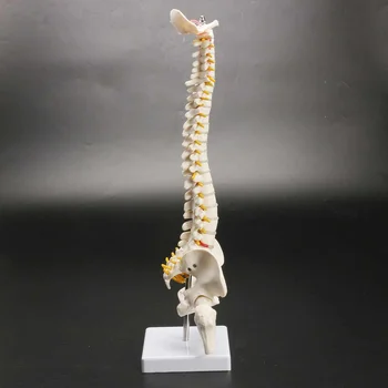 45CM Žmogaus Stuburo, Dubens Modelis su Žmogaus Anatomija Anatomija Stuburo Medicininis Modelis, stuburo modelis+Stovas Fexible