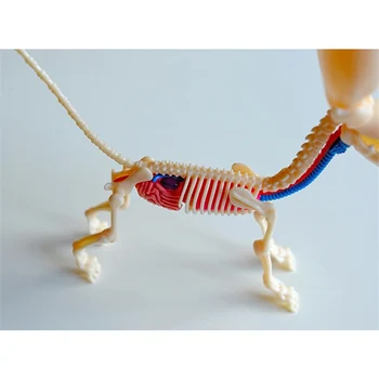 4D Didelis balionas šuo Žvalgybos Montavimas Žaislo Surinkimas žaislas Perspektyvos, Anatomijos Modelis 