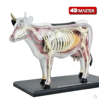 4D Meistras karvė anatomijos modelis gyvūnų organų kaulų ir vidaus organų grupės išardymas mokymo modelis