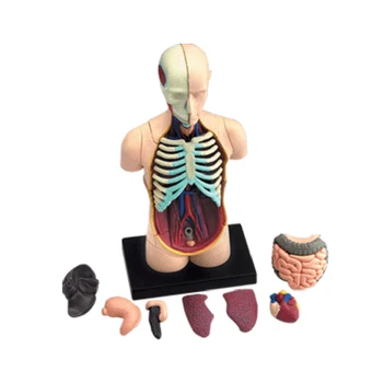 4D vidaus organai Žvalgybos Surenkant Žaislą HumanOrgan Anatomijos Modelis Medicinos Mokymo 
