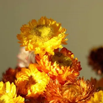 50 vienetų Sausas Daisy Gėlių Galvos Mini Dirbtinio Šilko Gėlių Dekoracija Namuose Vestuvių Dekoravimas 