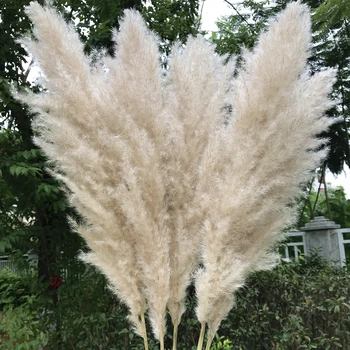 55-60cm/ Natūralių Nendrių Džiovintos Gėlės Baltos Antakių Didelis Pampos Žolė Puokštė Vestuvių Ceremonija, Gėlių Dekoracija Šiuolaikinių Namų Puošybai