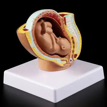 9 Mėnesių Kūdikis Vaisiui Vaisiaus Nėštumo Žmogaus Nėštumo metu, Vaisiaus Vystymosi Modelį