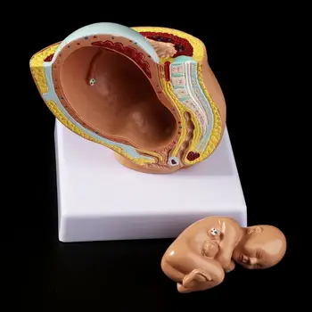 9 Mėnesių Kūdikis Vaisiui Vaisiaus Nėštumo Žmogaus Nėštumo metu, Vaisiaus Vystymosi Modelį