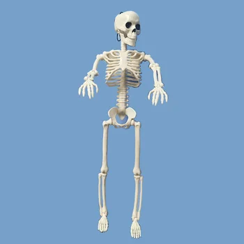 Aktyvi Žmogaus skeleto Modelis Anatomija Skeletas Skeleto Modelis Medicinos Mokymosi Helovinas Šalis Dekoro Skeletas Meno Eskizas 1 Vnt