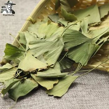 FOLIUM Ginkgo, Ginkgo Biloba Leaf, Yin Xing Ye