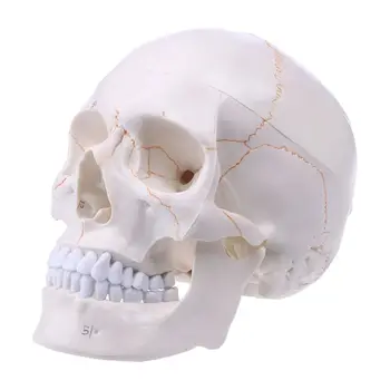 Gyvenimo Dydžio Žmogaus Kaukolės Modelis Anatomijos Anatomija Medicinos Mokymo Skeletas Galvos Mokosi Mokymo Reikmenys