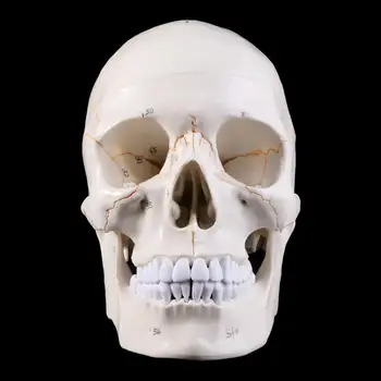 Gyvenimo Dydžio Žmogaus Kaukolės Modelis Anatomijos Anatomija Medicinos Mokymo Skeletas Galvos Mokosi Mokymo Reikmenys M17F