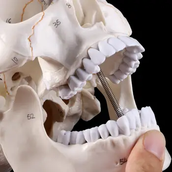 Gyvenimo Dydžio Žmogaus Kaukolės Modelis Anatomijos Anatomija Medicinos Mokymo Skeletas Galvos Mokosi Mokymo Reikmenys M17F