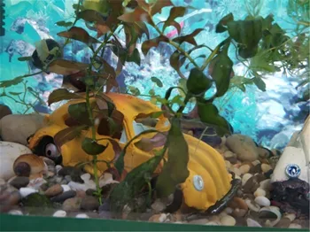 HONGYI 1 vnt dervos žuvų bakas ornamentu urvas akvariumo apdaila apgadintą automobilį amatų papuošalai oro siurblys automobilio žaislas
