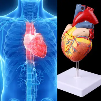 Išardyti Anatominiai Širdies Modelis Anatomija Medicinos Mokymo Priemonė Medicinos Mokslo Raštinės Mokykla