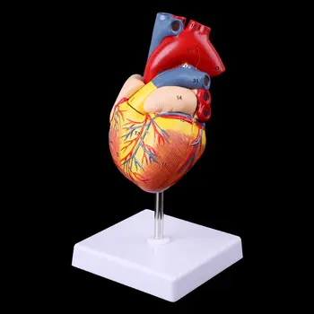 Medicinos Mokslo Priedai Išardyta Anatomines Žmogaus Širdies Modelis Anatomija Medicinos Mokymo Priemonė dropshipping