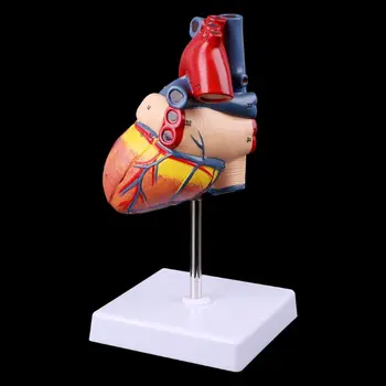 Medicinos Mokslo Priedai Išardyta Anatomines Žmogaus Širdies Modelis Anatomija Medicinos Mokymo Priemonė dropshipping