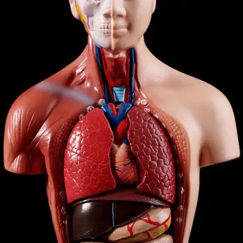 Medicinos rekvizitai modelio Žmogaus Liemens, Kūno Anatomijos Modelis Anatomijos Medicinos Vidaus Organų Mokymo