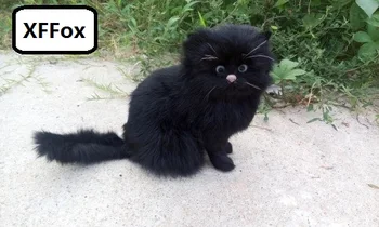 Mielas realiame gyvenime sėdi katė modelis plastikiniai&kailis juoda katė lėlės dovana, apie 18x12x16cm xf1348
