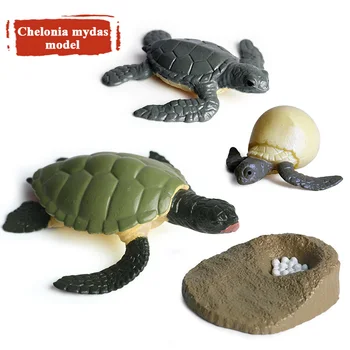 Oenux Tikroviška Modeliavimas Sea Life Vėžlys Augimo Ciklo Veiksmų Skaičiai Jūrų Gyvūnų Vėžlio Modelį PVC Švietimo Mielas Žaislas Vaikams