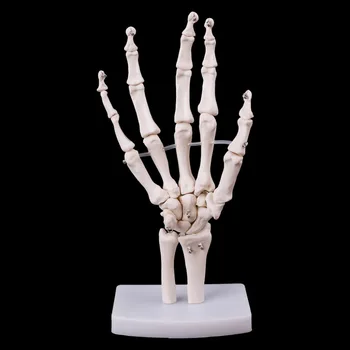 Rankiniai Sąnario Anatomijos Skeleto Modelis Žmogaus Medicinos Anatomijos Studijų Įrankis, Gyvenimo Dydis