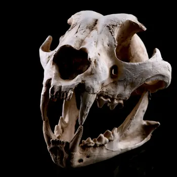 Realius Šunų Šunų Kaukolės Modelis Dervos Skeleto Medicinos Mokymo Skulptūra Balta