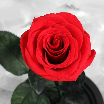 Rose Stiklo Kupolas Grožio Ir Žvėrys Eternal Rose Gėlių Gėlių Dekoras Valentino Dieną Gif Gimtadienio, Kalėdų, Vestuvių Dovana