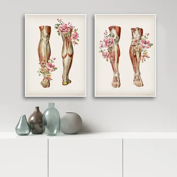 Skeleto Raumenų Anatomija Meno Tapybos Drobės Gėlių Pėdos Kaulų Medicinos Plakato Spauda Švietimo Ligoninės Nuotrauką Moderni Apdaila