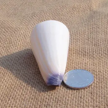 Violetinė 5-6cm myli shell Conus, grindų namuose akvariumą vestuvių dovanos