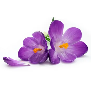 Violetinė eterinis aliejus AKARZ Top Brand kūno, veido odos priežiūros spa pranešimą kvepalų lempos Aromaterapija Violetinė alyva