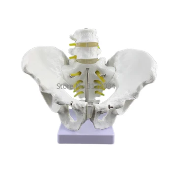 Vyrų Anatomiją Dubens Dubens Skeleto Anatomijos Anatomija Kaukolė Skulptūra Medicinos Modelį su Juosmeninės Stuburo dalies 18x28x23cm