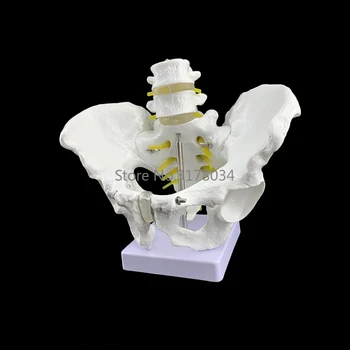 Vyrų Anatomiją Dubens Dubens Skeleto Anatomijos Anatomija Kaukolė Skulptūra Medicinos Modelį su Juosmeninės Stuburo dalies 18x28x23cm