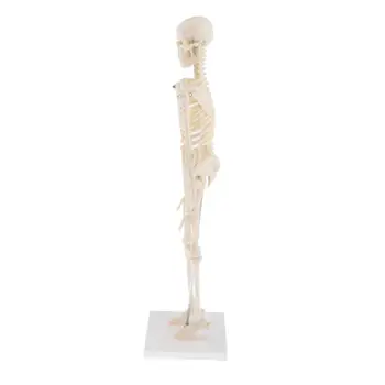 Žmogaus Anatomija Anatomija Skeletas Apdaila Modelis Skeleto Kaulų Mokytis Medicinos Pagalbos，Meno Eskizas, Lėlės ,Chiren Žaislai