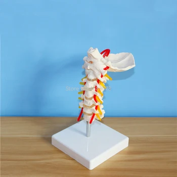 Žmogaus Anatomijos Modelis Kaklo Slankstelio Modelis gimdos Kaklelio Stuburo, Kaklo Arterijų Pakaušio Kaulas Diskų ir Nervų Modelio Gyvenime Dydis