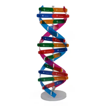 Žmogaus Genų DNR Modelis Dvigubos Spiralės DNR Struktūrą Modeliai biologijos Mokslo Eksperimentinė Įranga, 3D Dėlionės DNR Rinkiniai.
